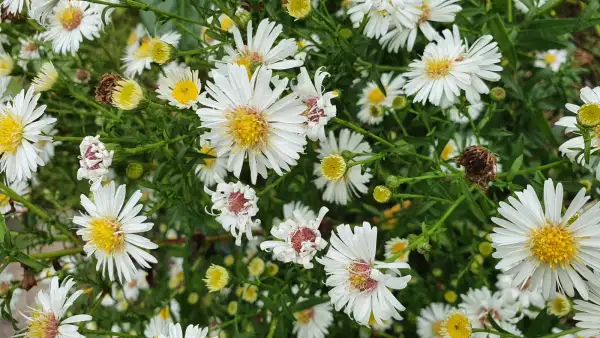 Blumen: Astern Sorte: Herbstschnee