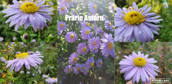 Blumen: Astern Sorte: Prärie Astern