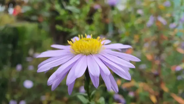 Blumen: Astern Sorte: Prärie Astern