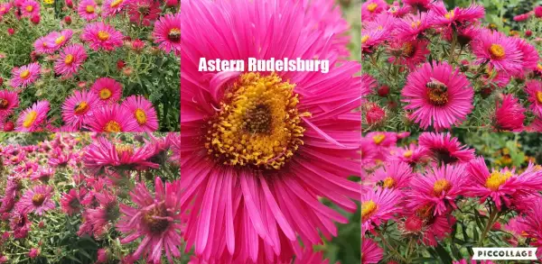 Blumen: Astern Sorte: Rudelsburg