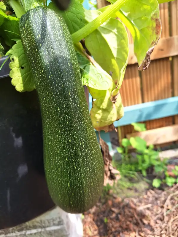 Zucchini: Astra Polka