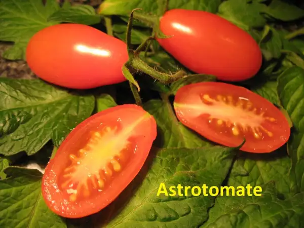Tomaten: Astrotomate