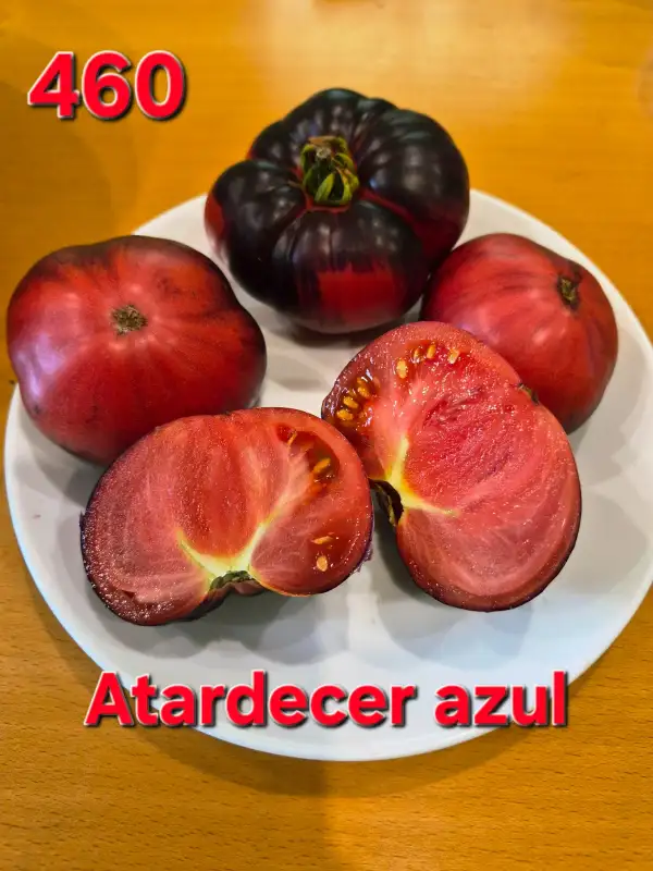Tomaten: Atardecer Azul