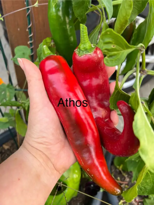 Chili / Paprika: Athos