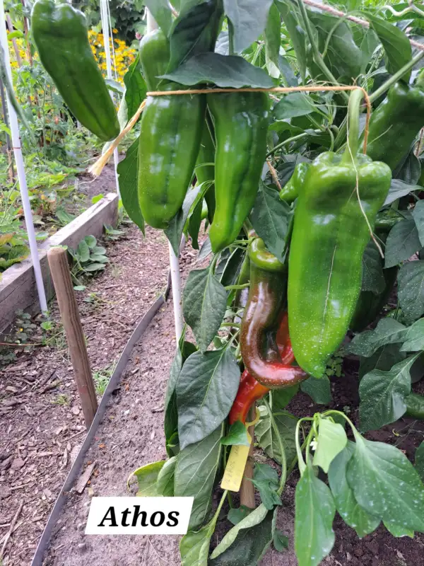 Chili / Paprika: Athos