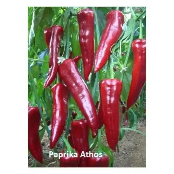 Chili / Paprika: Athos, Paprika süß