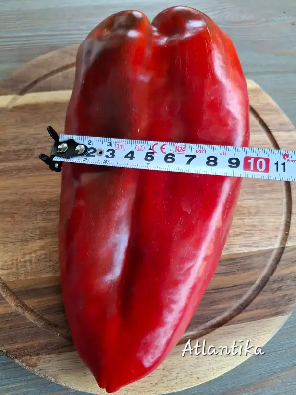 Chili / Paprika: Atlantika