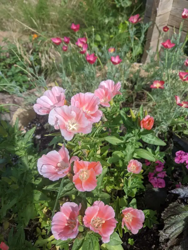 Blumen: Atlasblume- Sommerazalee Sybil Scherwood