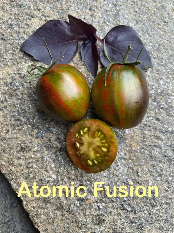 Tomaten: Atomic Fusion