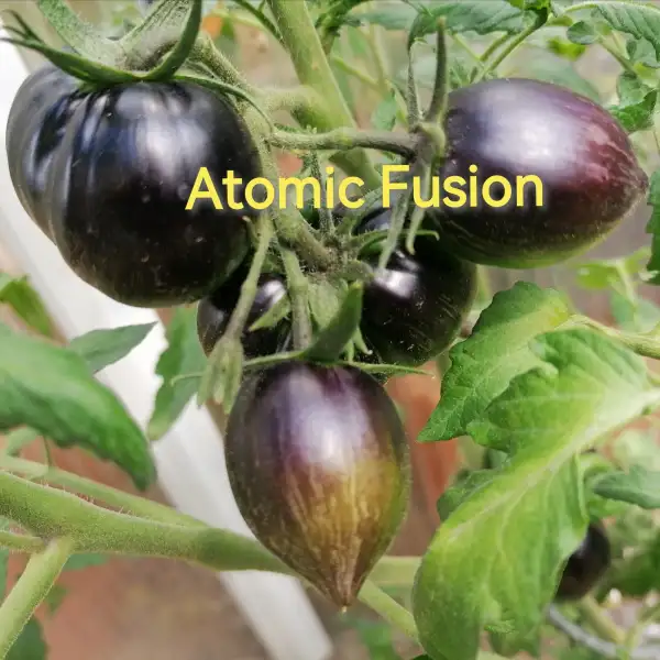 Tomaten: Atomic Fusion