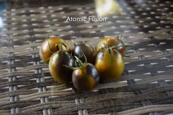 Tomaten: Atomic Fusion