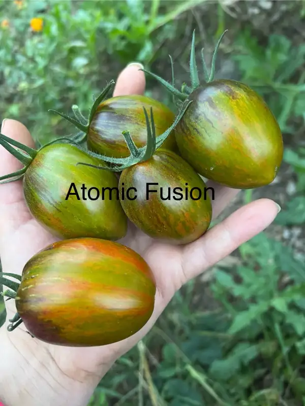Tomaten: Atomic Fusion