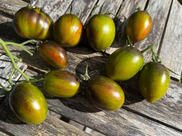 Tomaten: Atomic Fusion