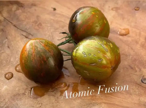 Tomaten: Atomic Fusion