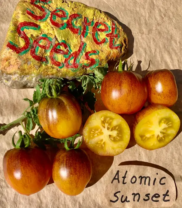 Tomaten: Atomic Sunset