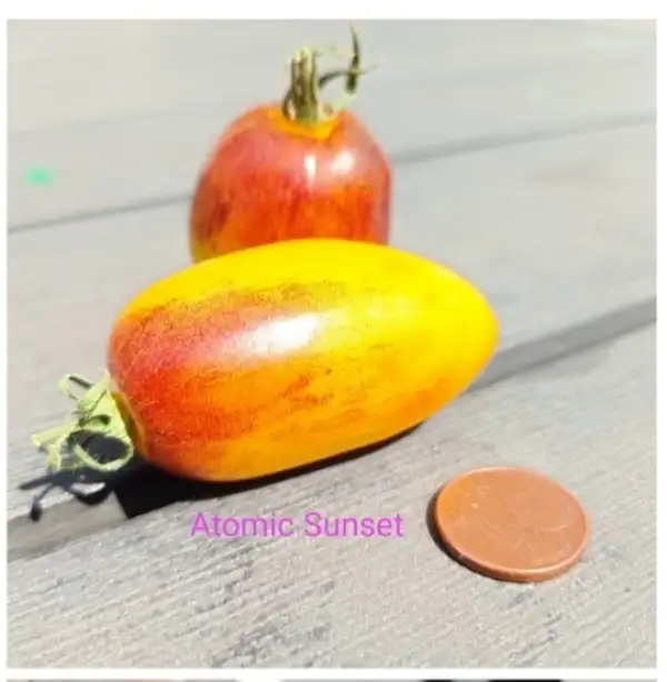 Tomaten: Atomic Sunset