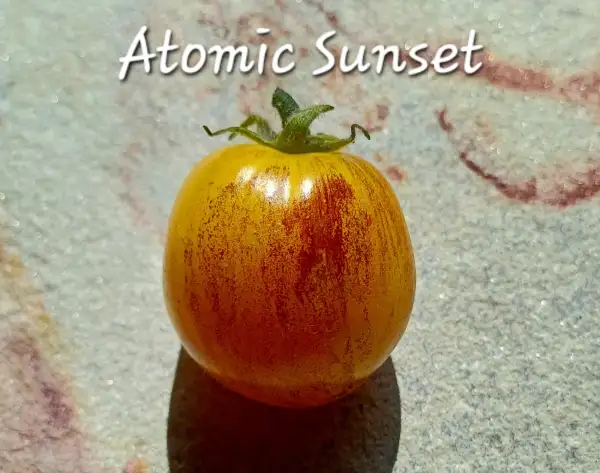 Tomaten: Atomic Sunset