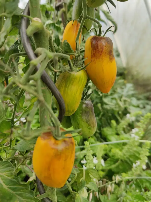 Tomaten: Atomic Sunset