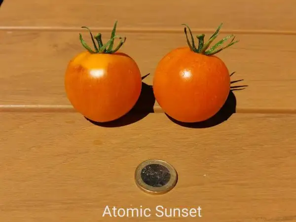 Tomaten: Atomic Sunset