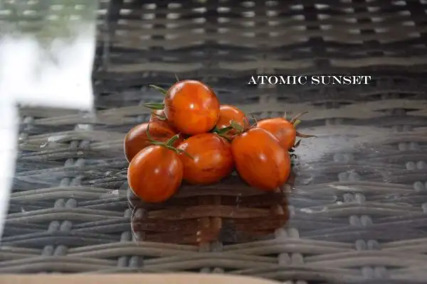 Tomaten: Atomic Sunset