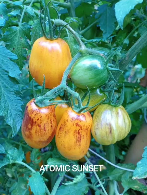 Tomaten: Atomic Sunset