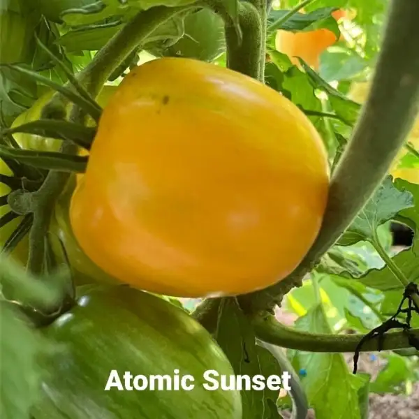 Tomaten: Atomic Sunset