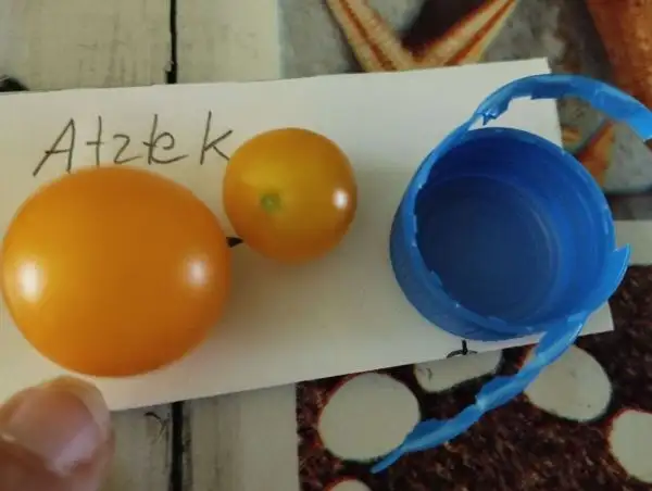 Tomaten: Atztek Zwergtomate