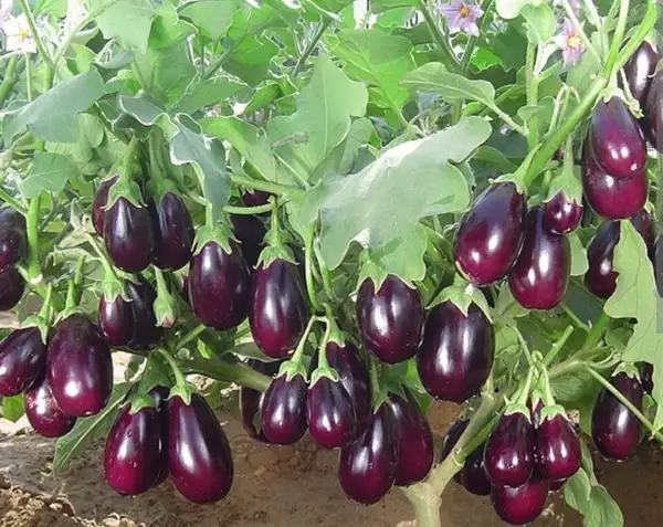 Auberginen: Aubergine "Black Beauty"
