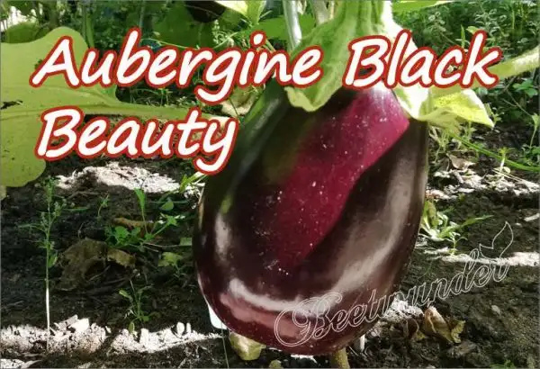 Auberginen: Aubergine Black Beauty