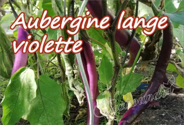 Auberginen: Aubergine lange violette