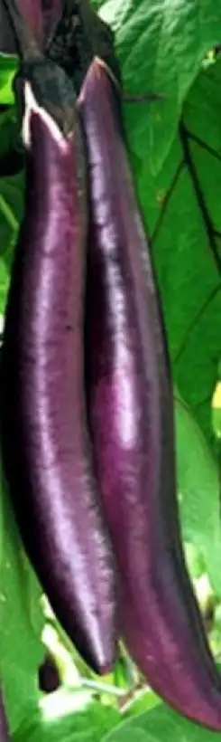 Auberginen: Aubergine Long Purple