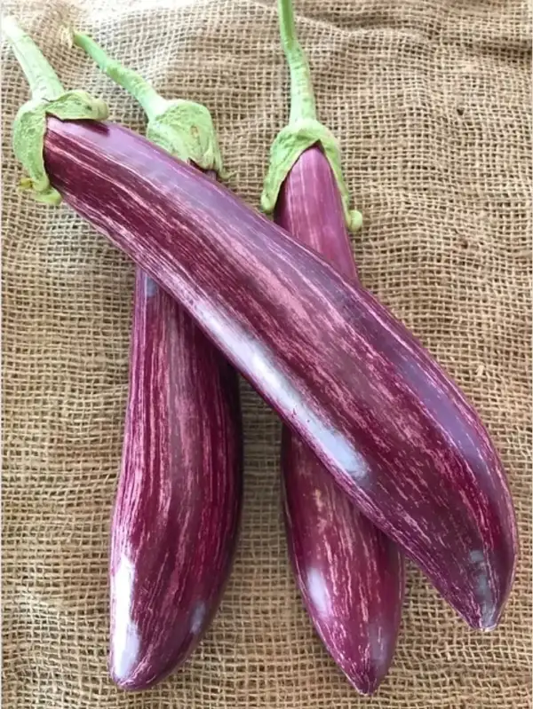 Auberginen: Aubergine Manisa