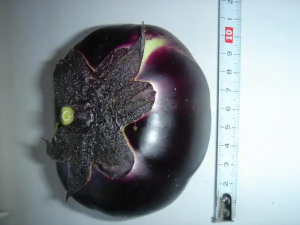 Auberginen: Aubergine "Obsidan"