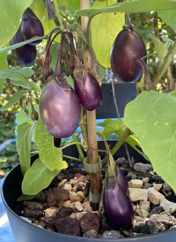 Auberginen: Aubergine Patio Baby