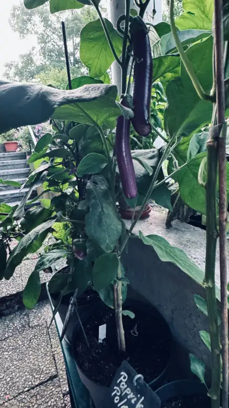 Auberginen: Aubergine Violetta Lunga 3