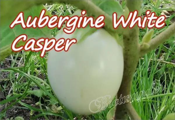 Auberginen: Aubergine White Casper