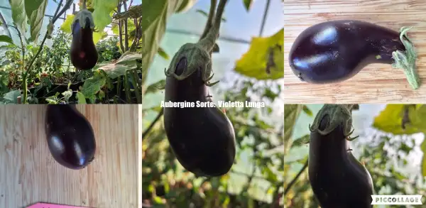 Auberginen: Auberine Sorte: Violetta Lunga