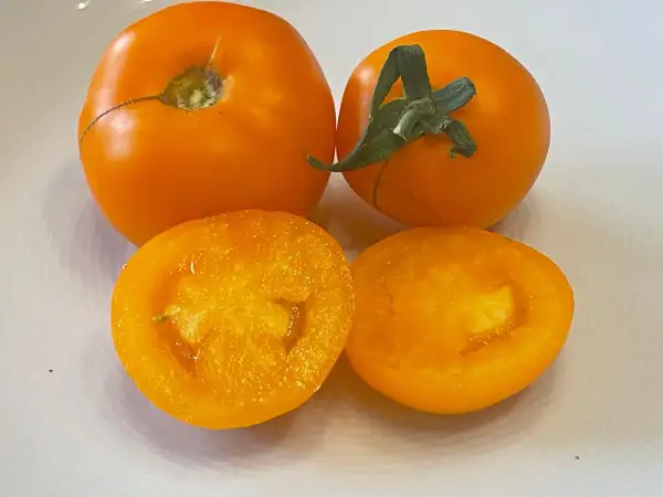 Tomaten: Aucuba