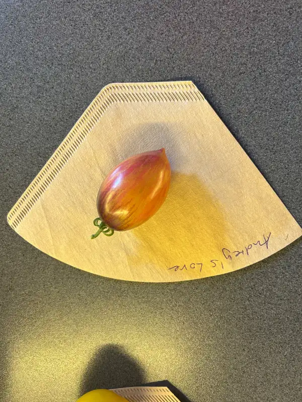 Tomaten: Audrey‘s Love