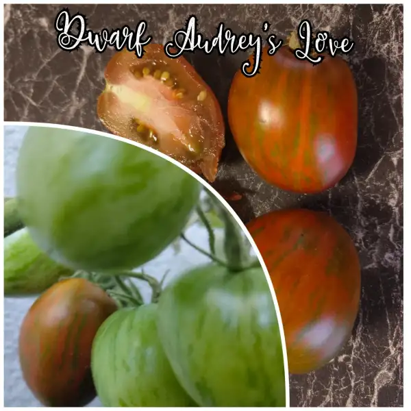 Tomaten: Audrey´s Love Dwarf