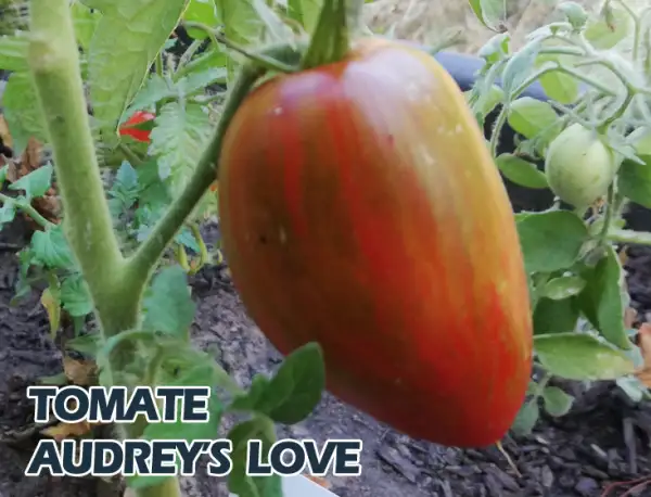 Tomaten: Audrey