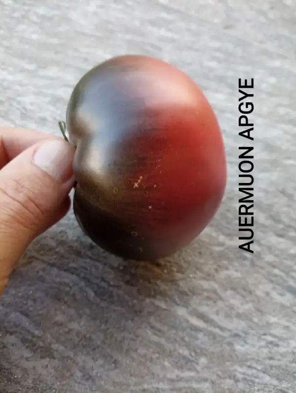 Tomaten: Auermuon Apgye