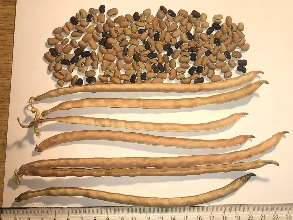 andere Gemüse: augenbohne 