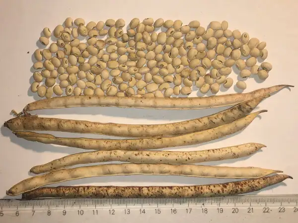 andere Gemüse: augenbohne 