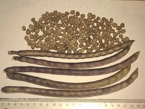 andere Gemüse: augenbohne 