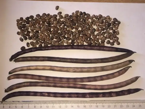 andere Gemüse: augenbohne 