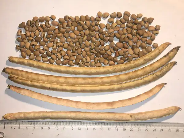 andere Gemüse: augenbohne 