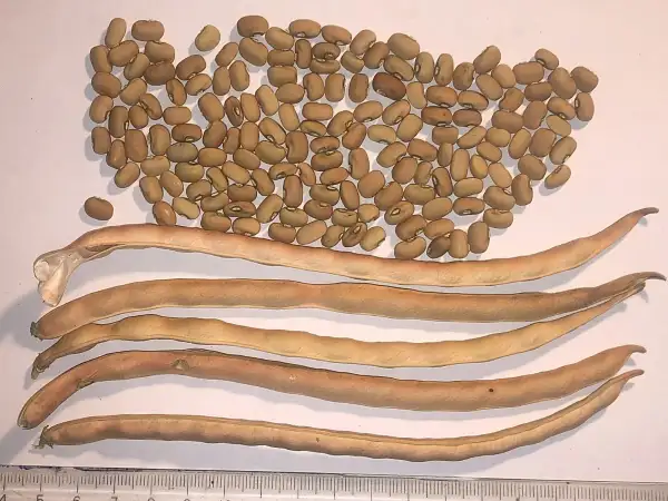 andere Gemüse: augenbohne 