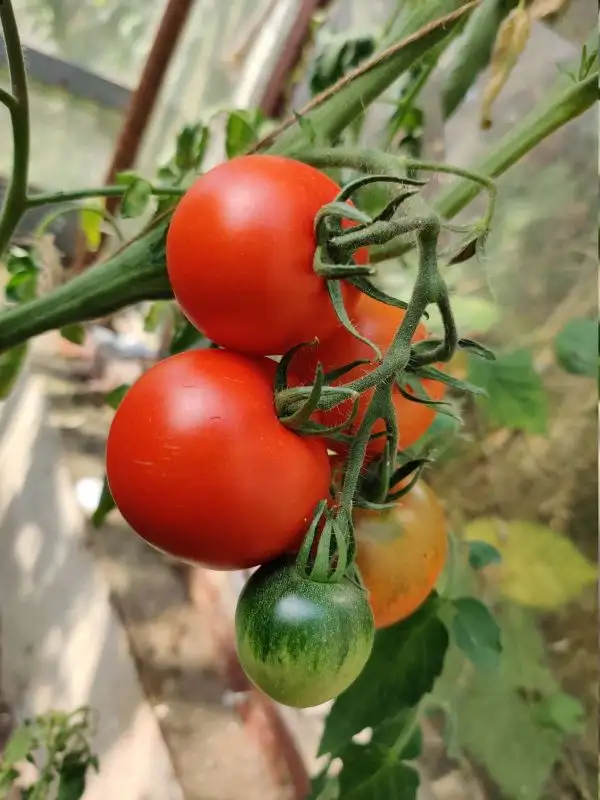 Tomaten: Augusta