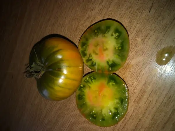 Tomaten: Aunt Cecil